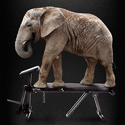 UYCVT Weights Bench Adjustable Weight Benches 90°Flat - Full Body Workout, Foldable Flat/Incline/Decline FID Press - Image 5